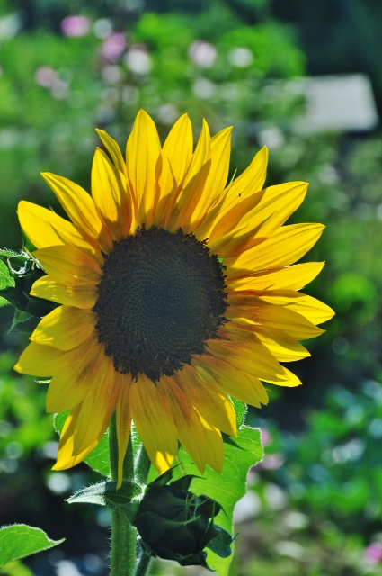 sunflower